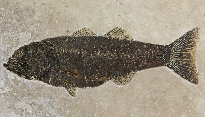 Framed Fossil Fish (Mioplosus) - Wyoming #149758